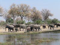 Morgendliche Pirschfahrt am Khwai - Elefantenherden