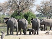 Morgendliche Pirschfahrt am Khwai - Elefantenherden