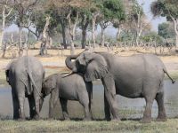 Morgendliche Pirschfahrt am Khwai - Elefantenherden