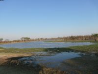 Pirschfahrt am Nachmittag - am Khwai