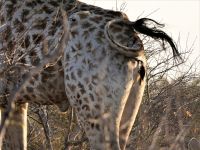Pirschfahrt am Nachmittag - Madenhacker meets Giraffe