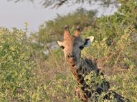 Pirschfahrt am Nachmittag - Hallo