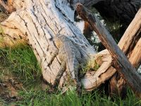 Pirschfahrt am Nachmittag - Krokodil relaxt