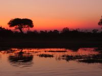 Sundowner am Khwai