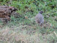 Mogotlho Lodge - Frankolin