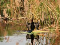 Bootstour im westlichen Delta - Schlangenhalsvogel