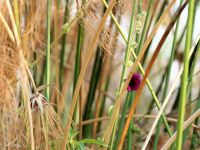 Bootstour im westlichen Delta 