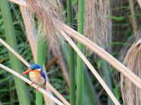 Bootstour im westlichen Delta - Eisvogel
