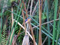 Bootstour im westlichen Delta - Eisvogel