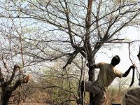 Pirschfahrt im Bwabwata Nationalpark - mit der Machete durch den Busch