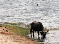 Pirschfahrt im Bwabwata Nationalpark - Büffel am Kwando