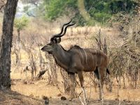 Pirschfahrt im Bwabwata Nationalpark - Mister Kudu