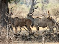 Pirschfahrt im Bwabwata Nationalpark - Kudu-Böcke
