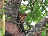 Pirschfahrt im Bwabwata Nationalpark - Baby Leopard
