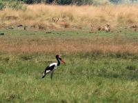 Pirschfahrt im Bwabwata Nationalpark - Sattelstorch