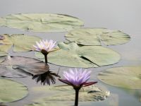 Bootsfahrt auf dem Kwando - Flora