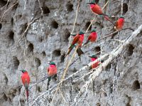 Bootsfahrt auf dem Kwando - Scharlachspinte