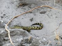 Bootsfahrt auf dem Kwando - Krokodil