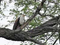 Bootsfahrt auf dem Kwando - Schreiseeadler (Fish Eagle)