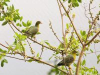 Namushasha River Lodge am Kwando - grüne Fruchtaube