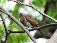 Namushasha River Lodge am Kwando