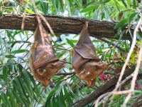 Namushasha River Lodge am Kwando - Fledermäuse hängen ab