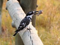 Graufischer mit Beute