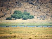 am Chobe