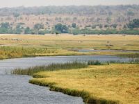 am Chobe