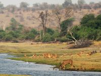 Pirschfahrt am Chobe 