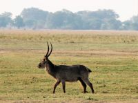 Pirschfahrt am Chobe - stattlicher Wasserbock