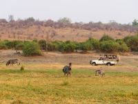 Pirschfahrt am Chobe 