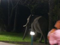 A Zambezi River Lodge - Elefanten als Gäste