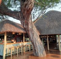 Mogotlho Lodge am Khwai Fluss