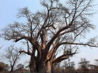 Simbabwe - Livingstone-Baobab