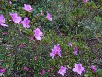 Quinta do Palheiro: Azaleen