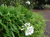 Quinta do Palheiro: Schmucklilien