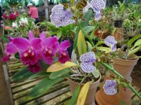 Quinta Boa Vista Orchidea