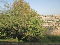 Paestum: 5 km lange Stadtmauer der Griechen