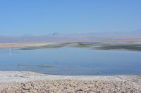 Chile und Osterinsel -  Salzsee Laguna Chaxa - Flamingos (2)