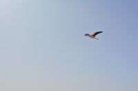 Chile und Osterinsel -  Salzsee Laguna Chaxa - Flamingos (4)