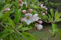 Chile und Osterinsel -  Apfelblüte