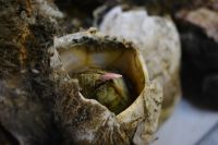 Chile und Osterinsel -  Puerto Montt - Fischmarkt (3)