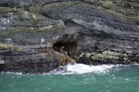 Chile und Osterinsel - Fjord der letzten Hoffnung - Seelöwen