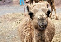 Dromedare im Hohen Atlas für die Familien