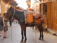 Transport mit dem Maultier