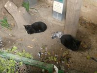 fette Beute im Katzenquartier