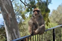ein Berberaffee in Gibraltar