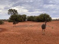 16. Reisetag – Von Alice Springs zum Uluru – Emus