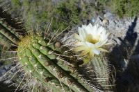 Chile und Osterinsel - letzter Ausflug (1)